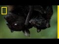 Meet the worlds biggest bat  national geographic