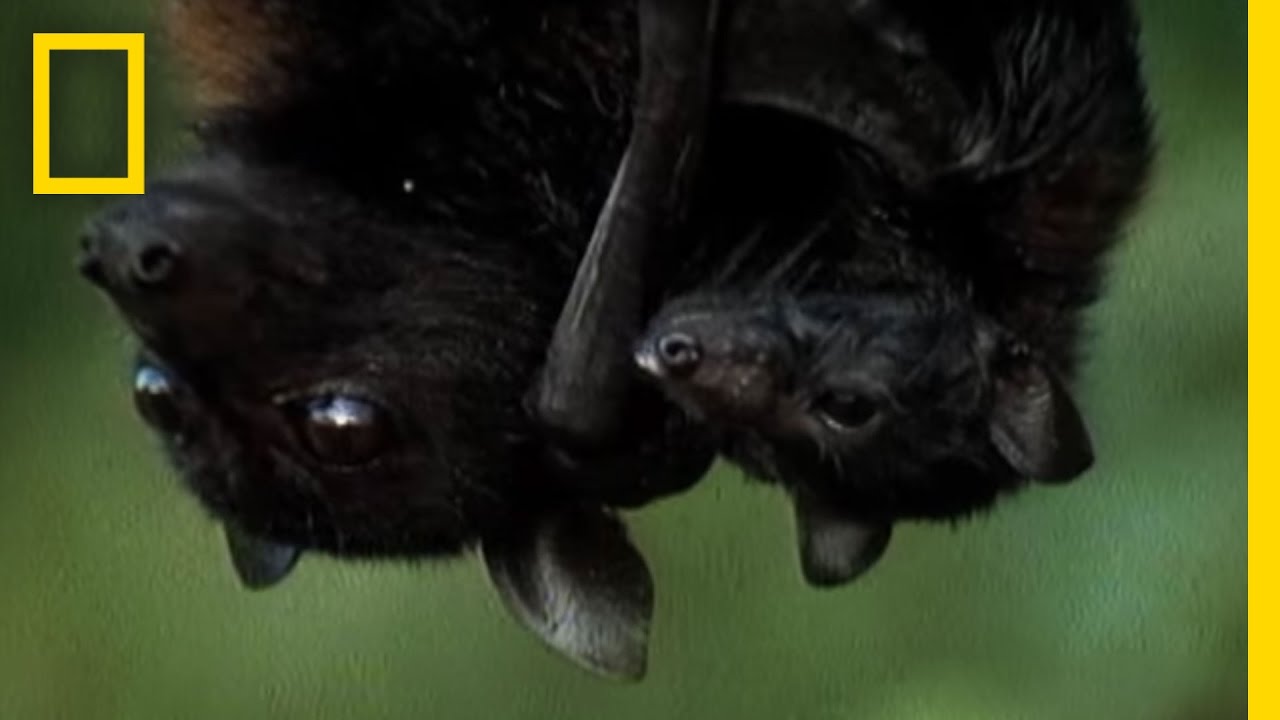 The Megabat: The World’s Largest Bat Is Bigger Than You