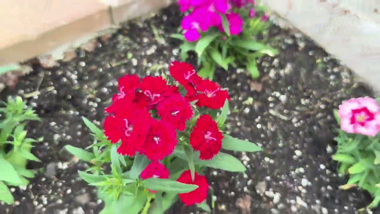 Así se va viendo mi jardín Primera primavera en esta casa 🏡 🥹