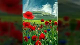 Uşşak İrfan Türküsü: Ne Yazar Resimi