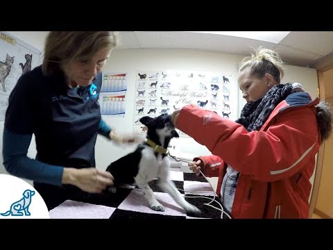 Video: Pitajte veterinara: Može li ono što hranim psom učiniti ga mirnijim?