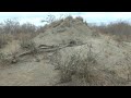 2025 7 20 Am Londolozi Hippo Giraffe Hyena 2025 7 20 Am Londolozi Hippo Giraffe Hyena