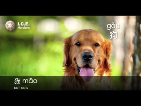 How to Say “Dog” and Train Your Dog in Chinese?