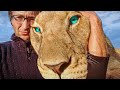 КАК Я ВОЗГЛАВИЛ БОЛЬШОЙ ПРАЙД ГИГАНТСКИХ ЛЬВОВ В САВАННЕ АФРИКИ. Part of the lion pride