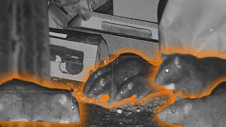 Pest Control Challenge 1 Per Rat