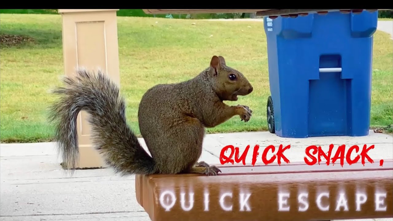 Watch This Squirrel Eat a Nut… Then Disappear  