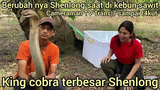 CONDITION OF THE WORLD'S LARGEST KING COBRA, SHENLONG, WHEN IT WAS RELEASED INTO A PALM OIL PLANT...