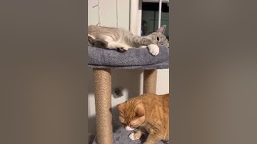 Giving Cat Catnip Mist Spray 🙀 Watch Her Go Crazy