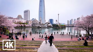 🌸Cherry Blossoms🌸 Seokchon Lake 9AM Walking tour l 4K HDR