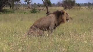 Male lion's live is not easy in Kruger Park by Awesome Kruger Park 1,143 views 2 weeks ago 1 minute, 49 seconds