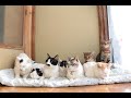 8匹の猫 191210