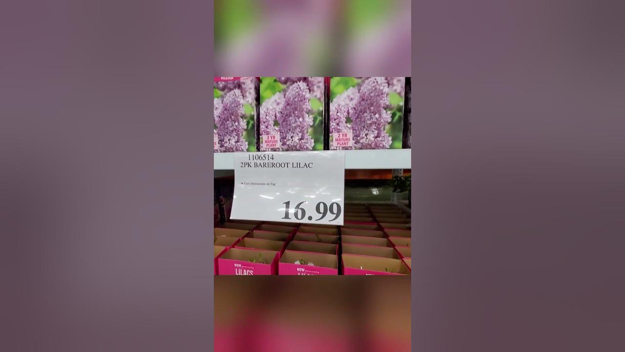 🛒 COSTCO Live Plants March 27th 2023 🛒 YouTube