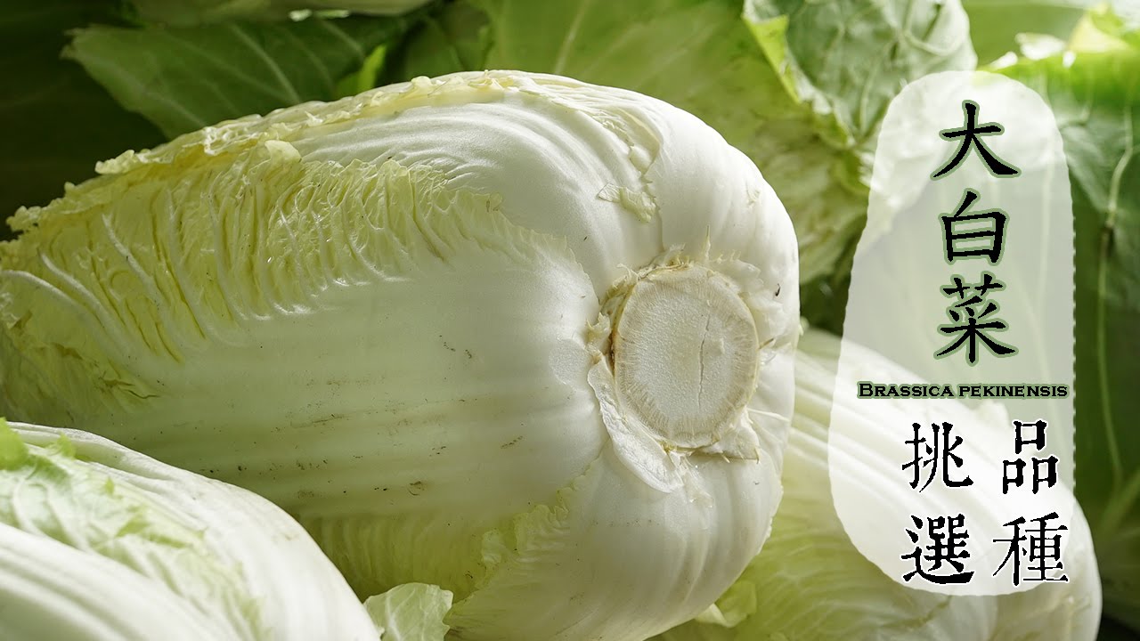 冬 大白菜如何挑選才好吃 台灣好食材fooding Youtube