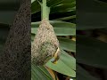 Building birdhouses Amazing Building Bird Nest 20020#birds #viralshort