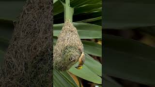 Building birdhouses Amazing Building Bird Nest 20020#birds #viralshort