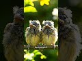 Life in the Trees: Beautiful Birds Up Close