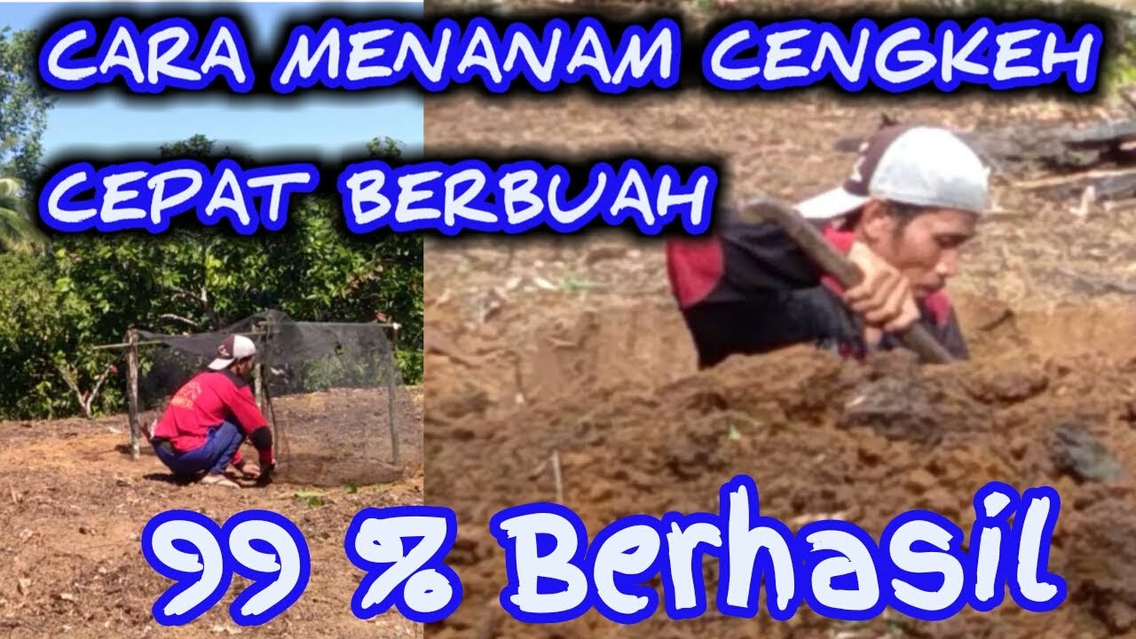 Praktek 99% berhasil - CARA MENANAM CENGKEH CEPAT BERBUAH 
