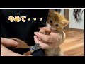 【子猫】茶トラの子猫が初めての爪切りに挑戦した結果…
