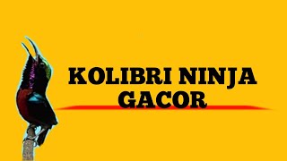 Langsung nyaut!!! Masteran Burung Kolibri Ninja Gacor