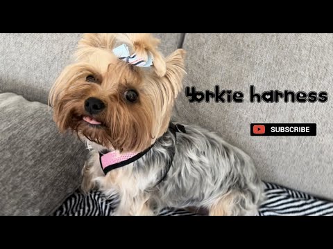 Video: Beste 10 Leker For Morkies