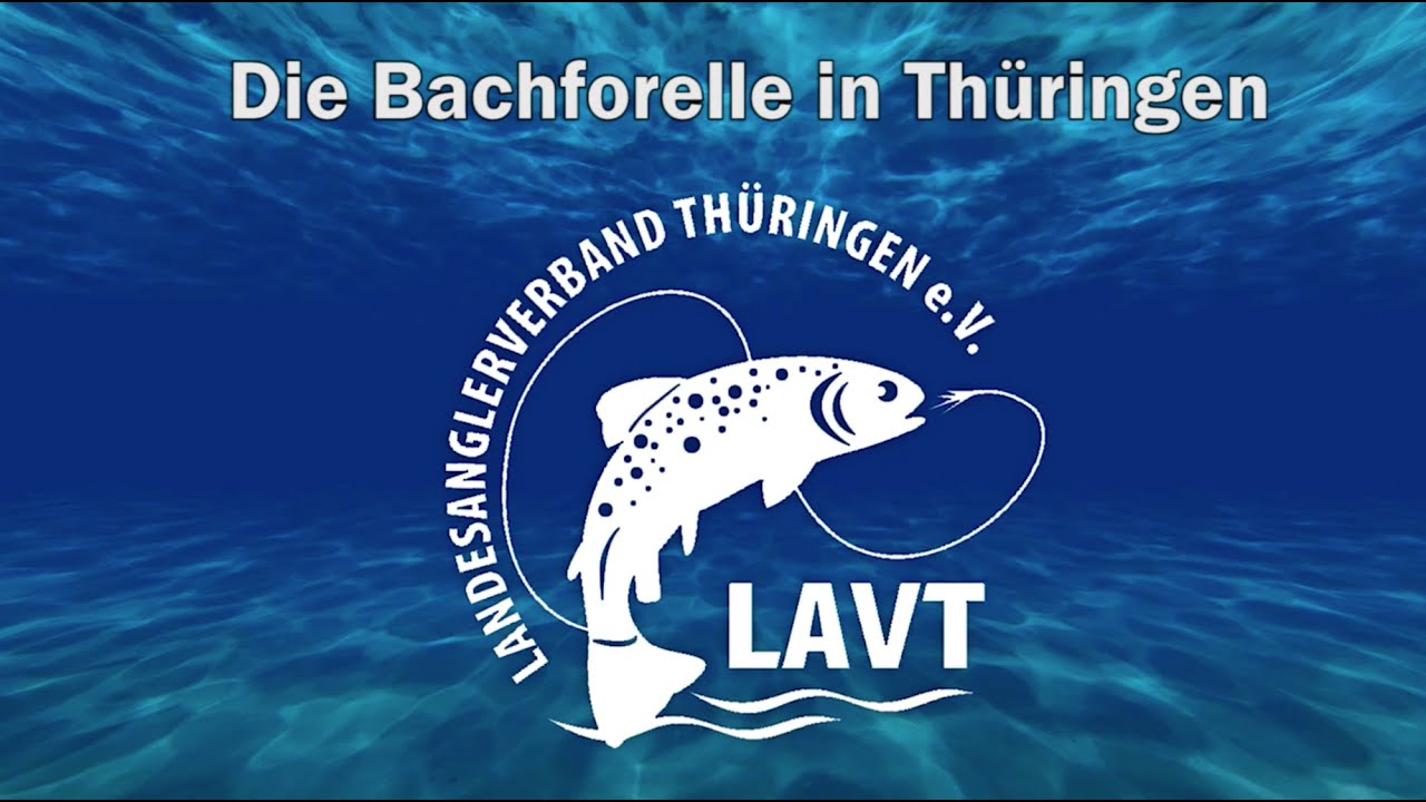 Die Bachforelle in Thüringen