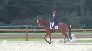 B Exclusive CIC1* Waregem Dressage
