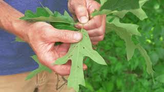 Noticing Nature: Southern Red Oak