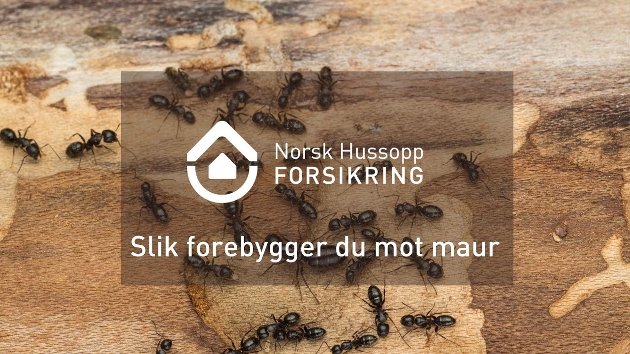 Slik forebygger du mot maur inne