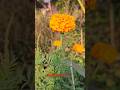 happy flawers #shorts #viral #trending #Pushpa