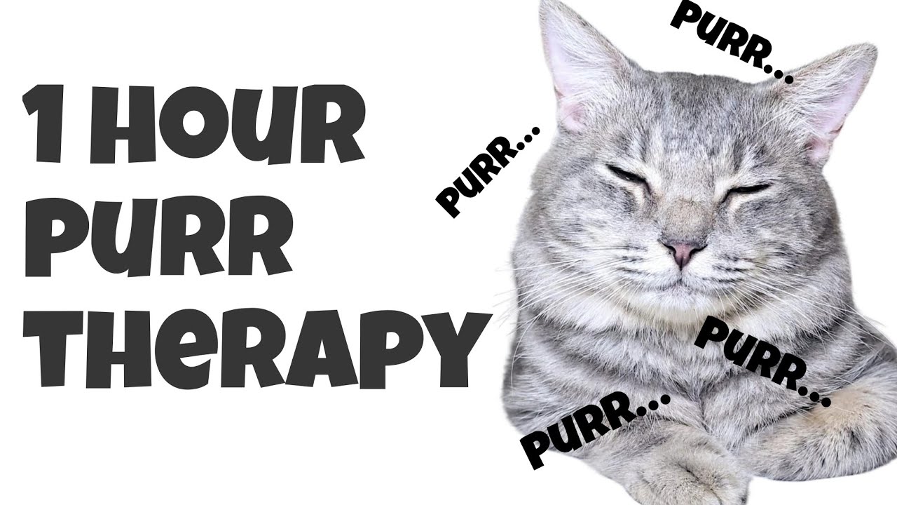 Image showcasing Apollo the Cat's 1-Hour Purr Therapy to Calm His Humans! #purring #asmr ...