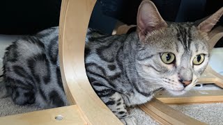 When Your Bengal Won't Leave You Alone (Best Meows Ever)