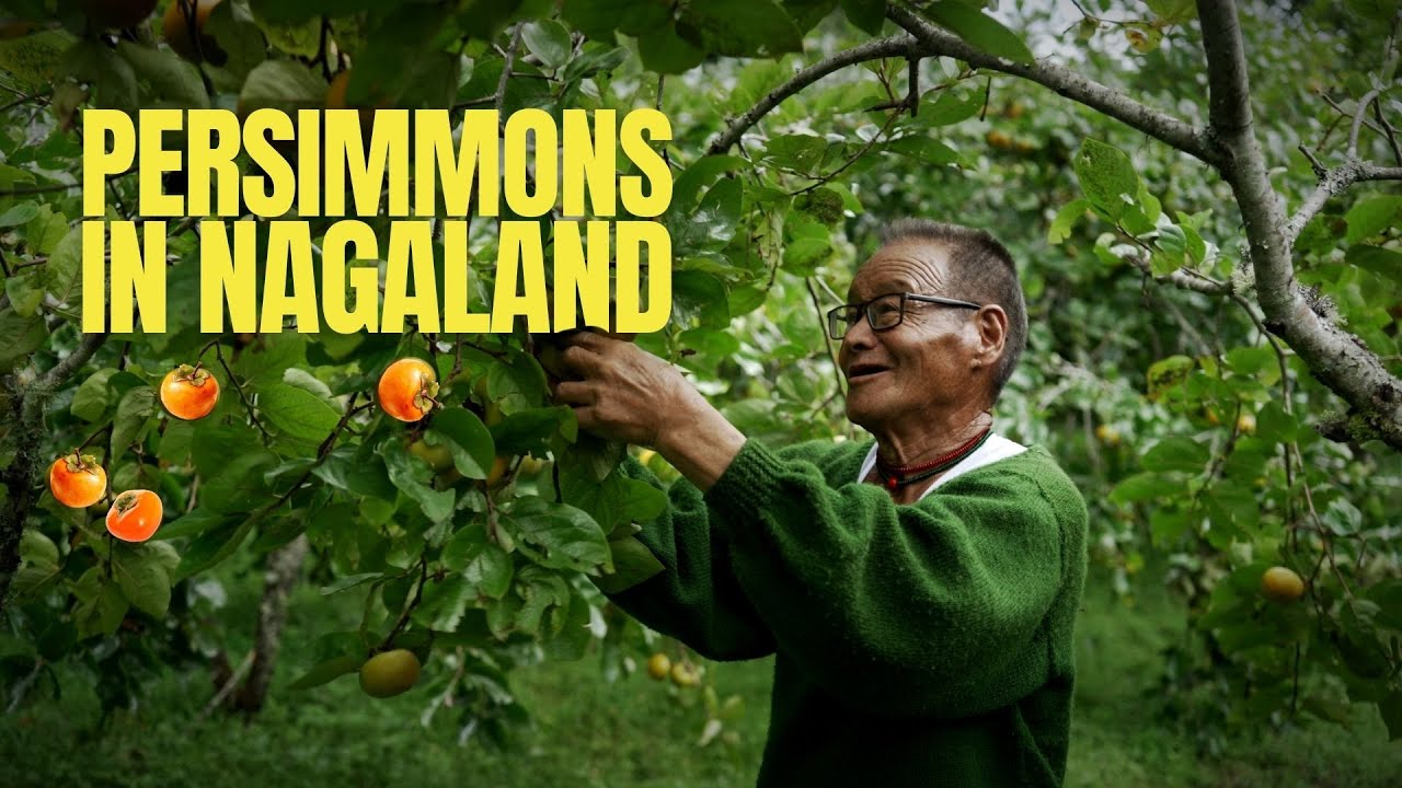 How This 85-Year-Old Pioneered Persimmon Farming In Nagaland