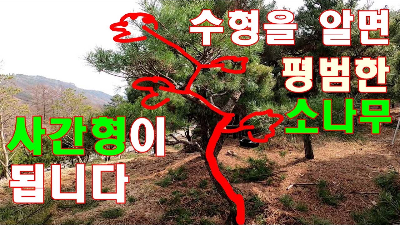 일반소나무 사간형만들기- 수간(줄기)의 선(곡)만 알면 수형이 보입니다 #소나무취미생활 #정원관리 #소나무관리 #소나무전지 #소나무수형