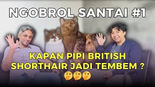Kapan Pipi Kucing British Shorthair Jadi Tembem Ngobrol Santai