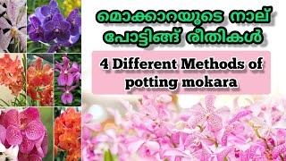 മൊക്കാറ ഓർക്കിഡ്സിന്റെ 4 വിത്യസ്ത പോട്ടിങ്ങ്  രീതികൾ | 4 Different Potting Methods of Mokara Orchids