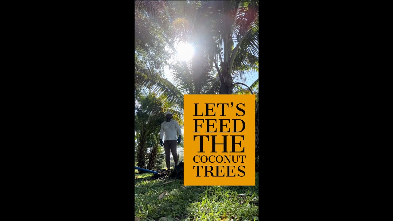 Let's Feed The Coconut Trees