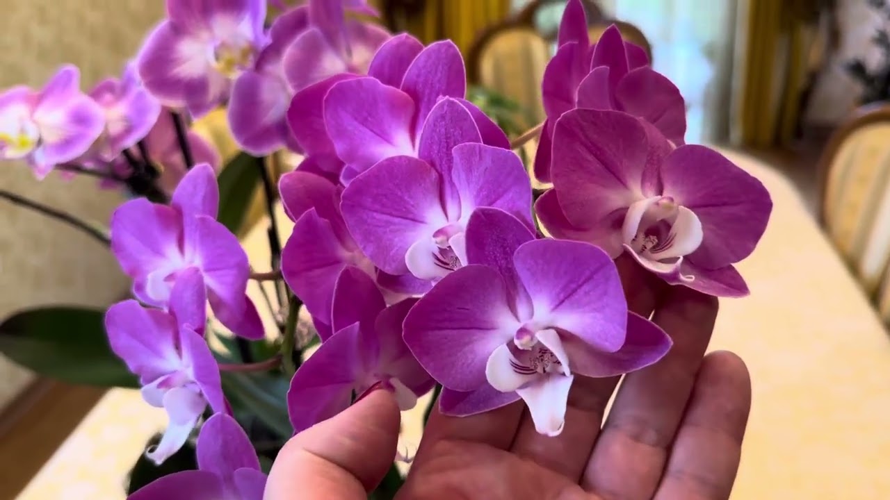 МОИ НЕ «модные» 🥹и не « популярные»ОРХИДЕИ 😜( орхидейный мусор) эпизод 1