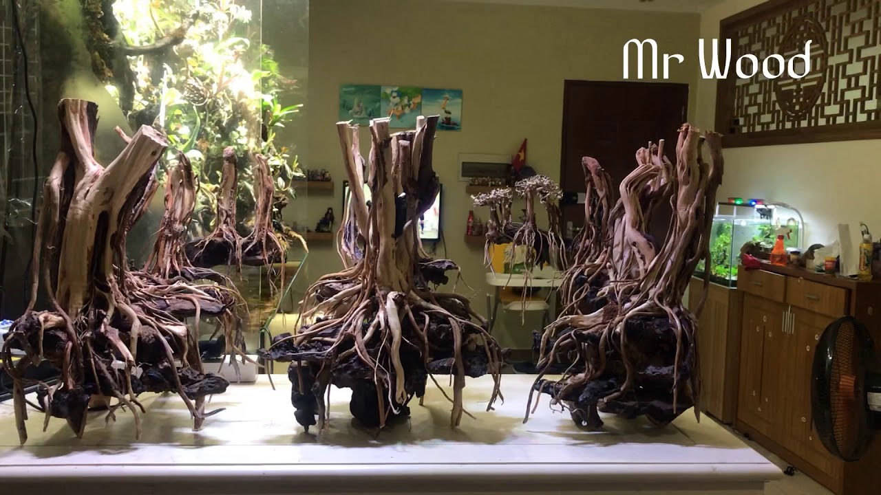 Layout rừng bay cho hồ 90cm. Chuyên cung cấp sỉ và lẻ lũa thủy sinh ...