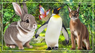 Facts about Farm Animals - Rabbit, Penguin, Butterfly, Lynx - Animal Sound