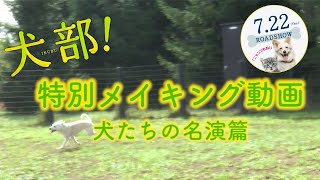 映画『犬部！』メイキング～犬たちの名演篇～【7月22日(木・祝)公開！】