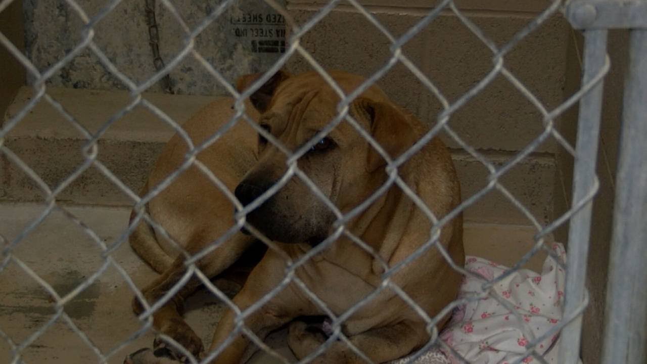 Family dog kills 3dayold baby YouTube