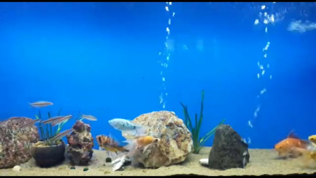 Large Gold Fishes and Denison Barbs in a 50 Gallon Tropical Sandy Beach