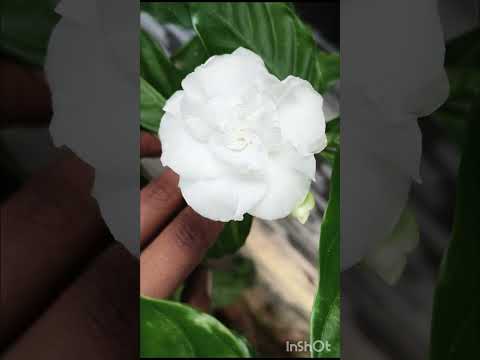 Nandhyarvattam ayurvedic skin care and beauty secret