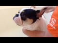 Diesel's first bath