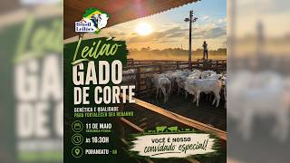 LEILÃO GADO DE CORTE BRASIL LEILÕES PORANGATU - GO 11 /05 / 2026
