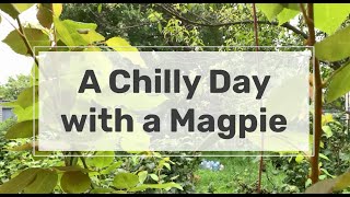 A Chilly Day with a Magpie screenshot 4