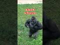 Kiyomasa drumming🦍【東山動物園ゴリラ】 #gorilla #キヨマサ #ドラミング