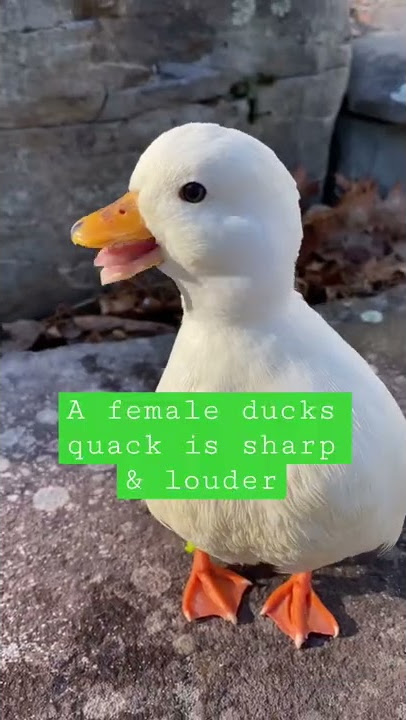 Male & Female Duck Sound! 🦆 #shorts #quack #duck #petduck