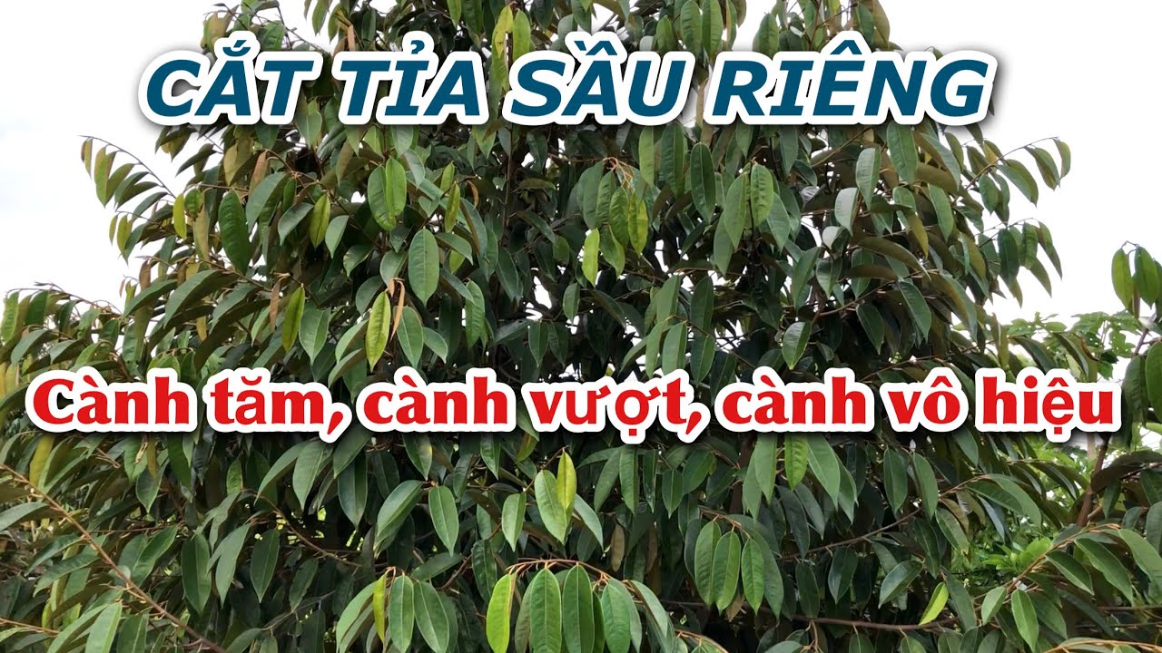 Cắt tỉa nhánh tăm, nhánh vượt, tạo tán sầu riêng trên 2 năm tuổi | 0969.258.823