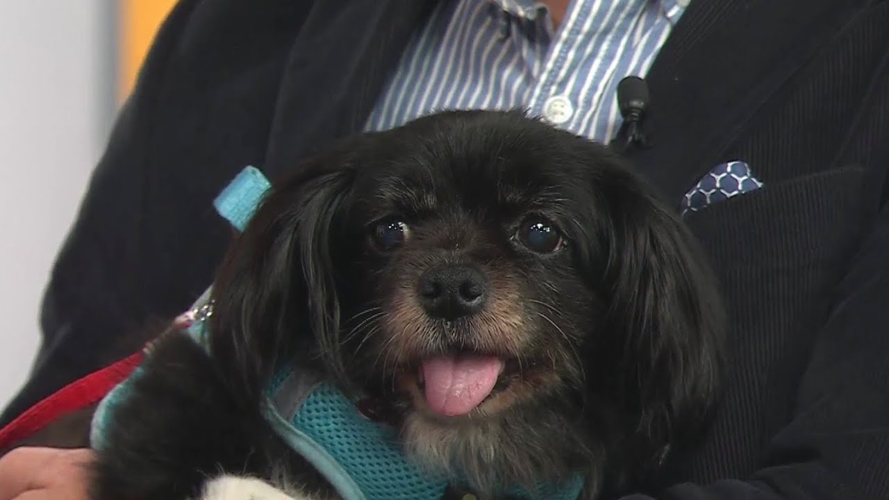 Muttville’s Senior Dog Rescue in San Francisco encourages others to adopt